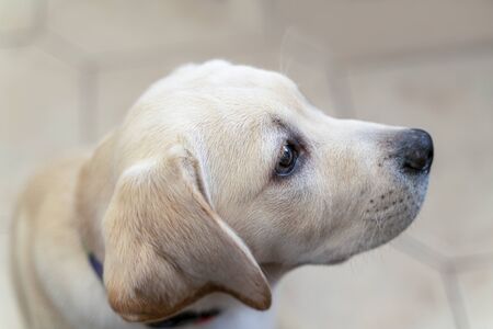Portrait of yellow labrador retriever puppy, side view and macro. Dog is just arrived to the house of new owners, a bit astonished and has puzzled look and pensive eyesの写真素材