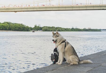 Large nice husky with brownish gray-white coat is at the Dnieper river coastline, having a walk with his master. On the background is foot-bridge across the river, Kiev, Ukraine.の写真素材