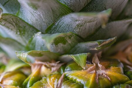 Macro photo of tropical pineapple plant with green leaves. Ananas pattern, color image. Nature concept.の写真素材