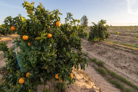 a young orange tree of the navelate variant. Agriculture conceptの写真素材