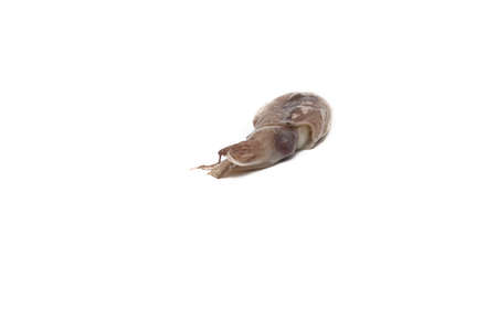 Raw baby squid on a white background. Sea food concept.の写真素材