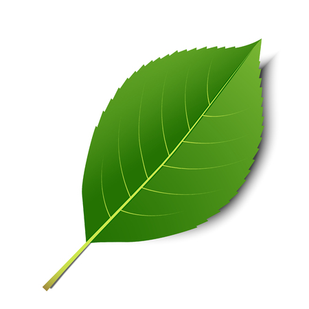 Vector green leaf  isolated on a white backgroundのイラスト素材