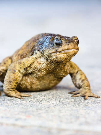 Old toad crossing the roadの写真素材