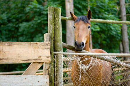 Young brown horse near the fence close-up