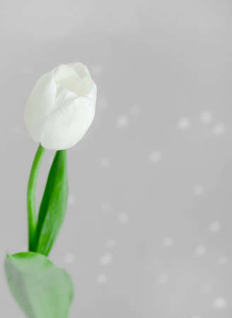 White Isolated Tulip with Rearls on Grey Background