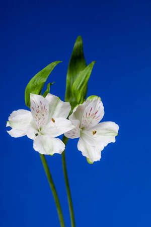 Two White Alstroemeria Flowers on Blue Vertical Backgroundの写真素材
