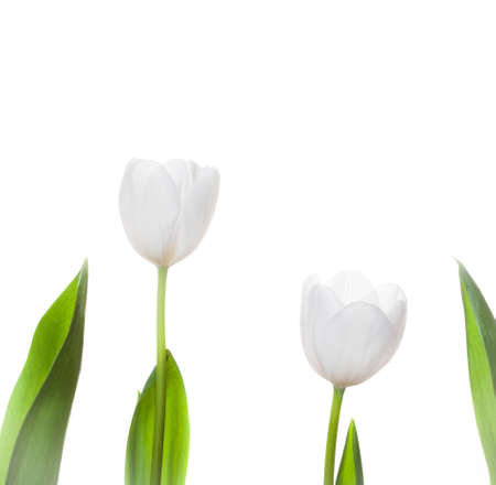 White Tulip Flowers Isolatedの写真素材