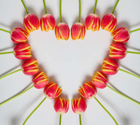 Heart of Tulips on White Backgroundの写真素材
