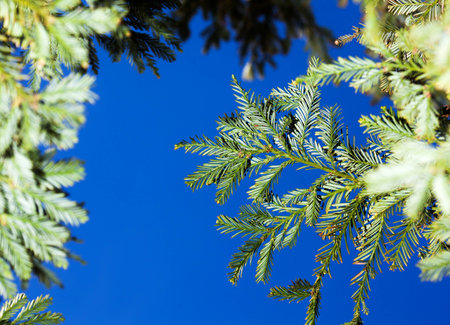 Fir Branches on a Sky Backgroundの写真素材