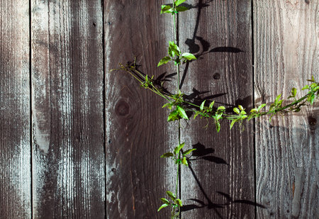 Green Sprig on Vintage Wood Fence Plank with Knots Textureの写真素材
