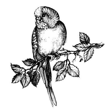 Illustration wavy parrot on brunch hand-drawn scethc for commercialのイラスト素材