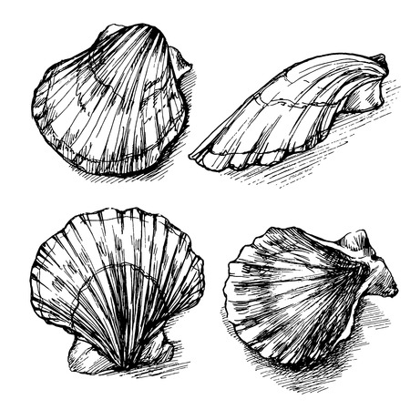Vector seamless sketch of seashells isolated on white background. Hand-drawn sea animals.のイラスト素材