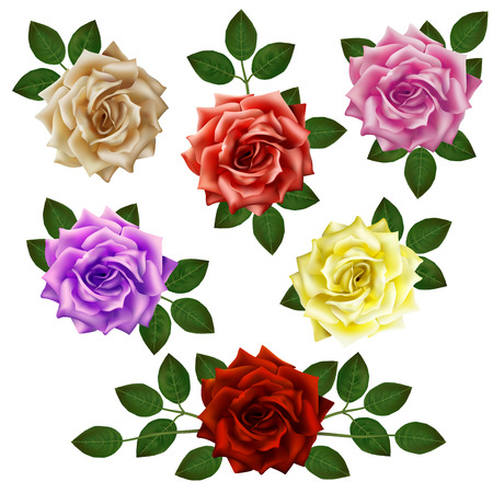 Set of beautiful colorful roses with leaves. Floral arrangement for decoration, perfect for weddimg invitation, birthday, Valentines Day, mother s day.のイラスト素材