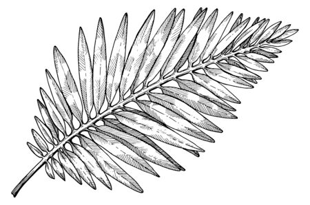 Hand drawn tropical palm tree leaves. Sketch on white background. Exotic engraving decoration for textile, surface design or banner. Great template for coloring bookのイラスト素材