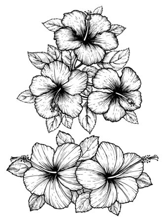 Hand drawn tropical hibiscus flower bouquet with leaves. Sketch florals on white background. Exotic blooms, engraving style for textile, surface design or banner. Great template for coloring bookのイラスト素材