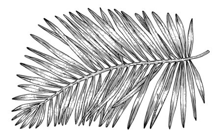 Hand drawn tropical palm tree leaves. Sketch on white background. Exotic engraving decoration for textile, surface design or banner. Great template for coloring bookのイラスト素材