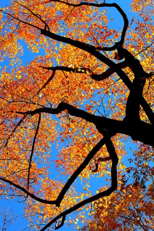 Autumn colors of Treeの写真素材