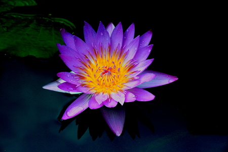 Beautiful Pink Lotus, water plant with reflection in a pondの写真素材