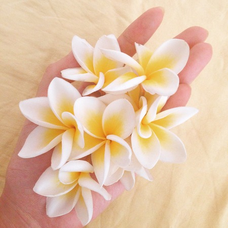 Plumeriaの写真素材