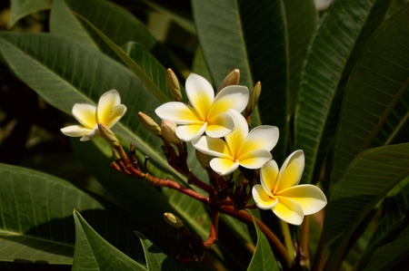 Plumeriaの写真素材