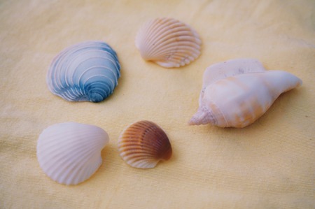 close up of shells