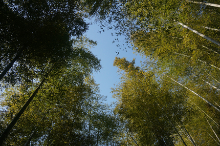 Woods in the Mogan mountainの写真素材