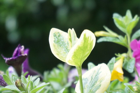 fresh green leavesの写真素材