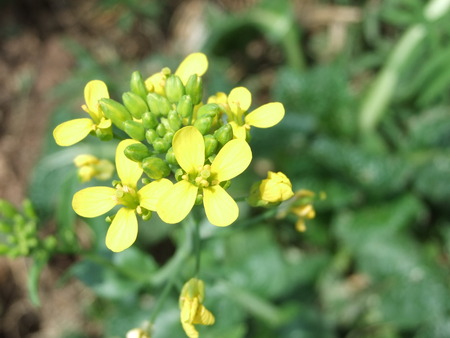 yellow flowerの写真素材