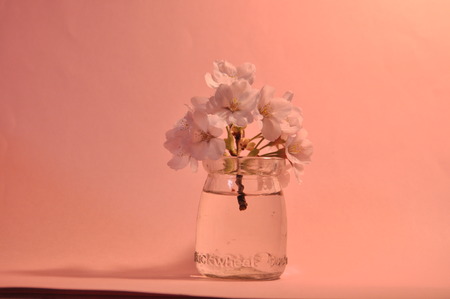 sakura in a glassの写真素材