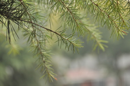 Pine treeの写真素材