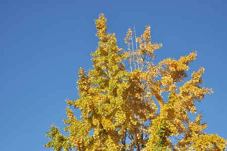 Top of Ginkgo treeの写真素材