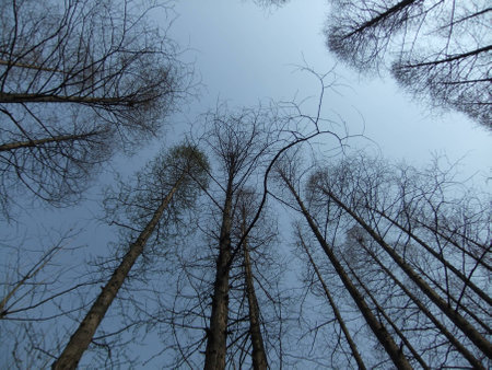 Low angle view of treesの写真素材