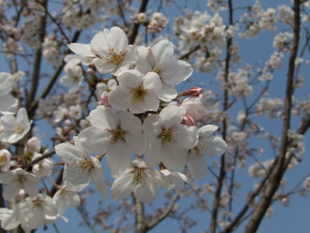 Closeup on cherry blossomsの写真素材