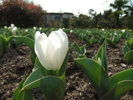 Closeup on tulip flowerの写真素材
