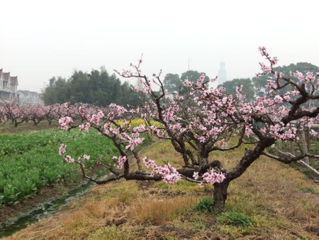 Cherry blossom treeの写真素材