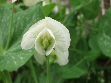 Closeup on a flowerの写真素材
