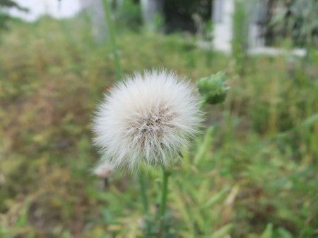 Closeup on white wild flowerの写真素材