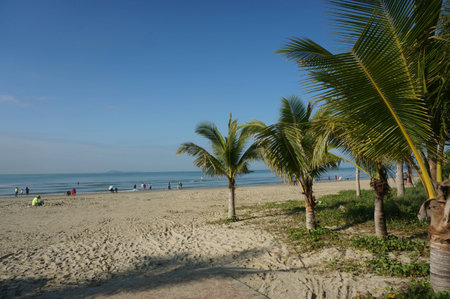 Coconut treesの写真素材