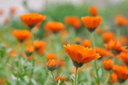 Wildflowersの写真素材