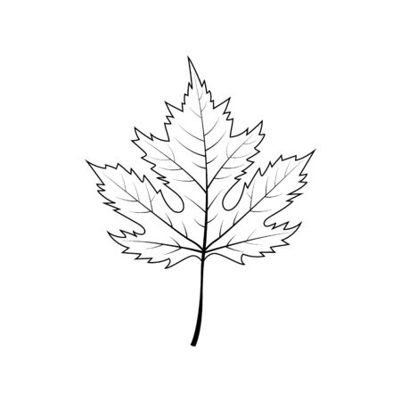 Autumn Maple Leaf isolated on White Background.のイラスト素材