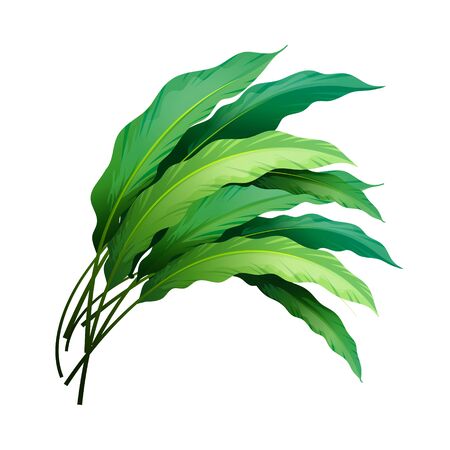 Tropical Leaf Icon isolated on White Backroundのイラスト素材