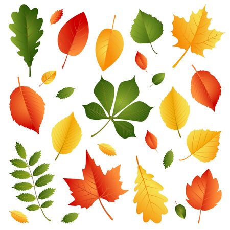 Set of Autumn Leaves Isolated on White Background. Vector Illustration. Flat Style Design. Autumn Decorative Elements for Cards, Invitations, Stickers, Banners, Flyers.のイラスト素材