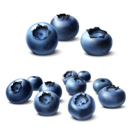 Blueberry. Forest berries isolated on white background illustrationのイラスト素材