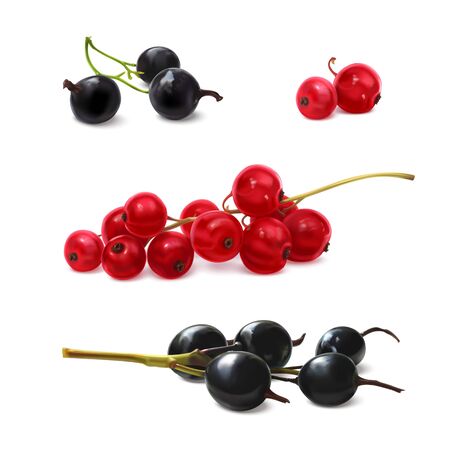 Black and red currant. Realistic 3d illustraton isolated on white background.のイラスト素材