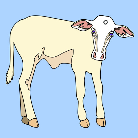 cute baby cow on farmland with bright blue skyのイラスト素材