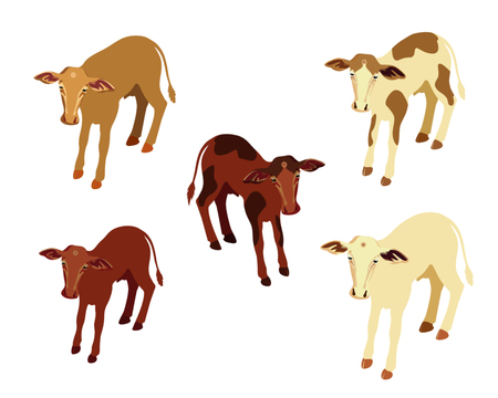 Little calfs set. Cows, set of cows on a green meadow. Flat design, vector illustration, vector cow. Vector illustration isolated on white backgroundのイラスト素材