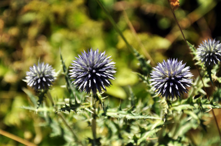 Thistle plant
