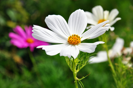 Close up of a flowerの写真素材