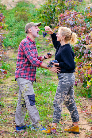 Mature young couple of farmers in a vineyard farmland joking with a bunch of grapes. Iguzkiza,...