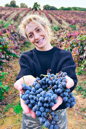 Mature young blondy farmer woman in a vineyard farmland with a bunch of grapes. Iguzkiza, Navarre,...